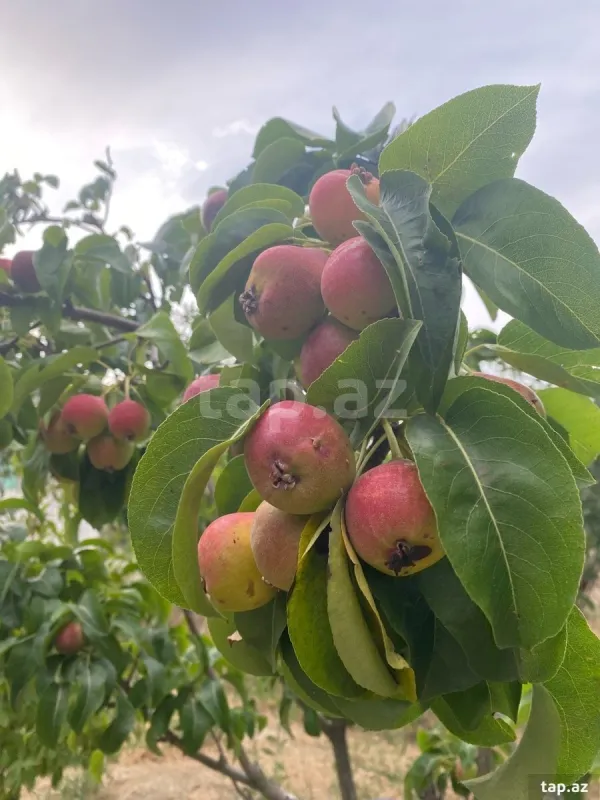 Satılır 5 otaqlı həyət evi 150 m²