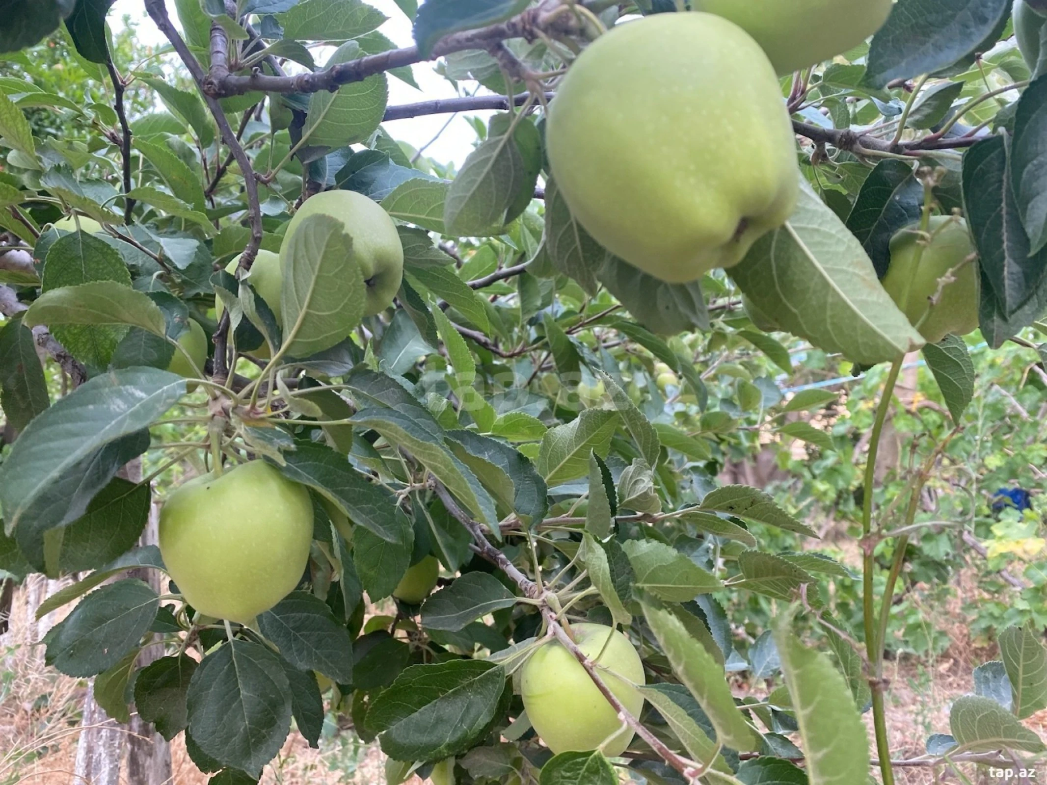 Satılır 5 otaqlı həyət evi 150 m²