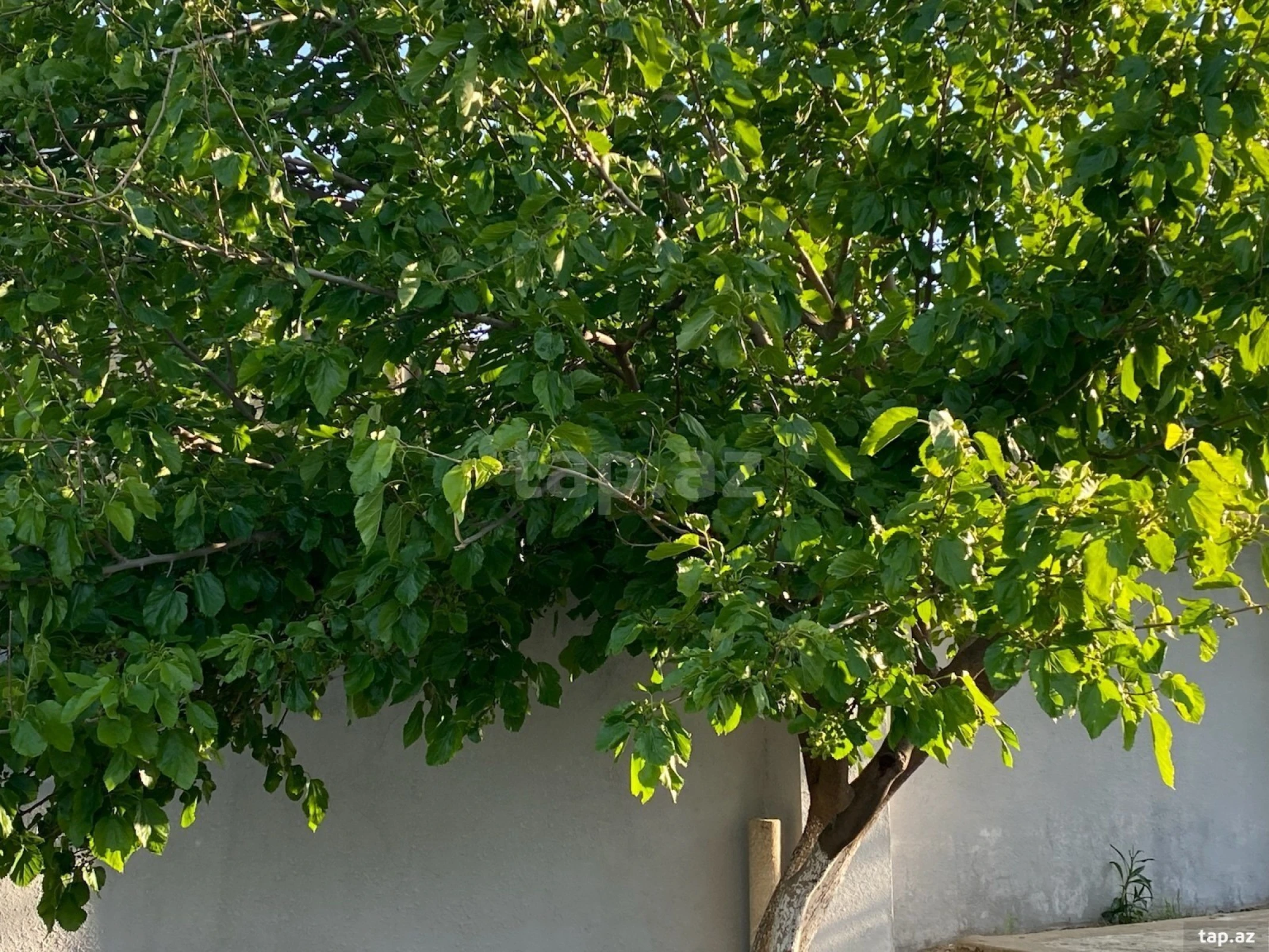 Satılır 5 otaqlı həyət evi 150 m²