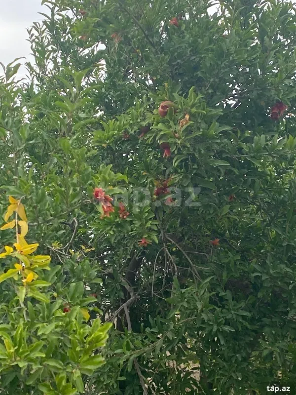 Satılır 5 otaqlı həyət evi 150 m²