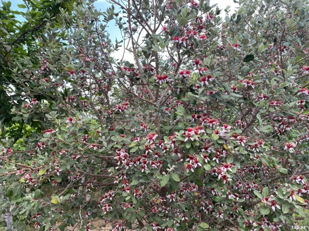 Satılır 5 otaqlı həyət evi 150 m²