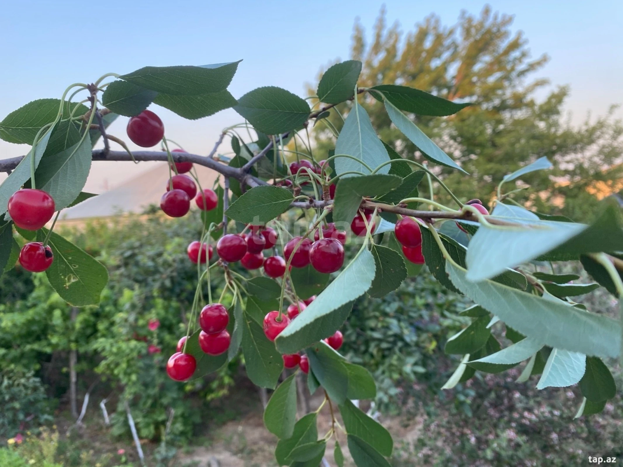 Satılır 5 otaqlı həyət evi 150 m²