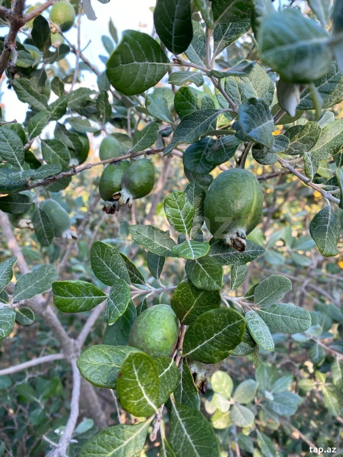 Satılır 5 otaqlı həyət evi 150 m²