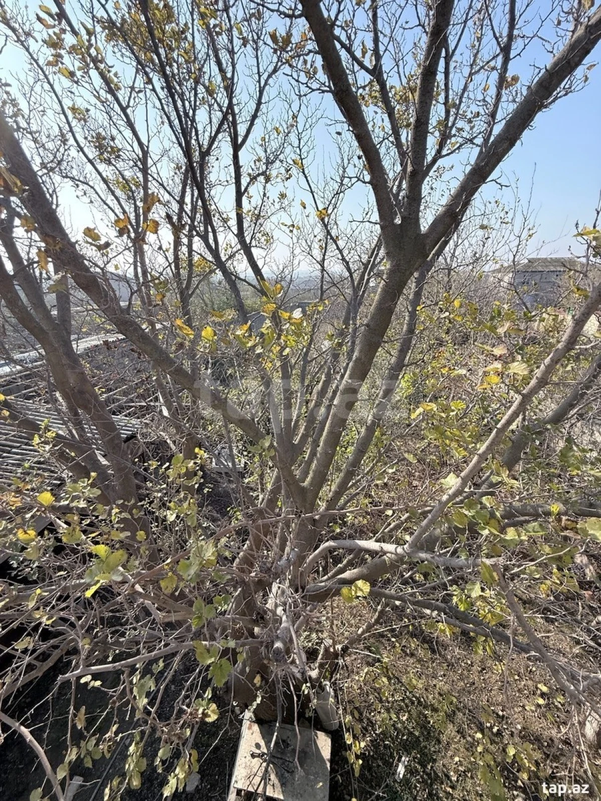 Satılır 4 otaqlı həyət evi