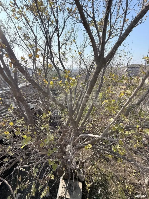 Satılır 4 otaqlı həyət evi