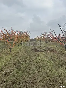 Satılır torpaq sahəsi — Quba