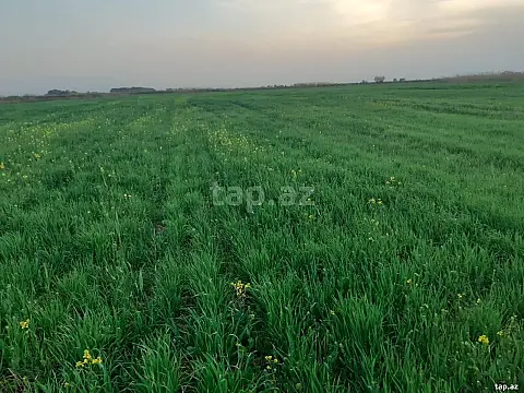Satılır torpaq sahəsi — İmişli