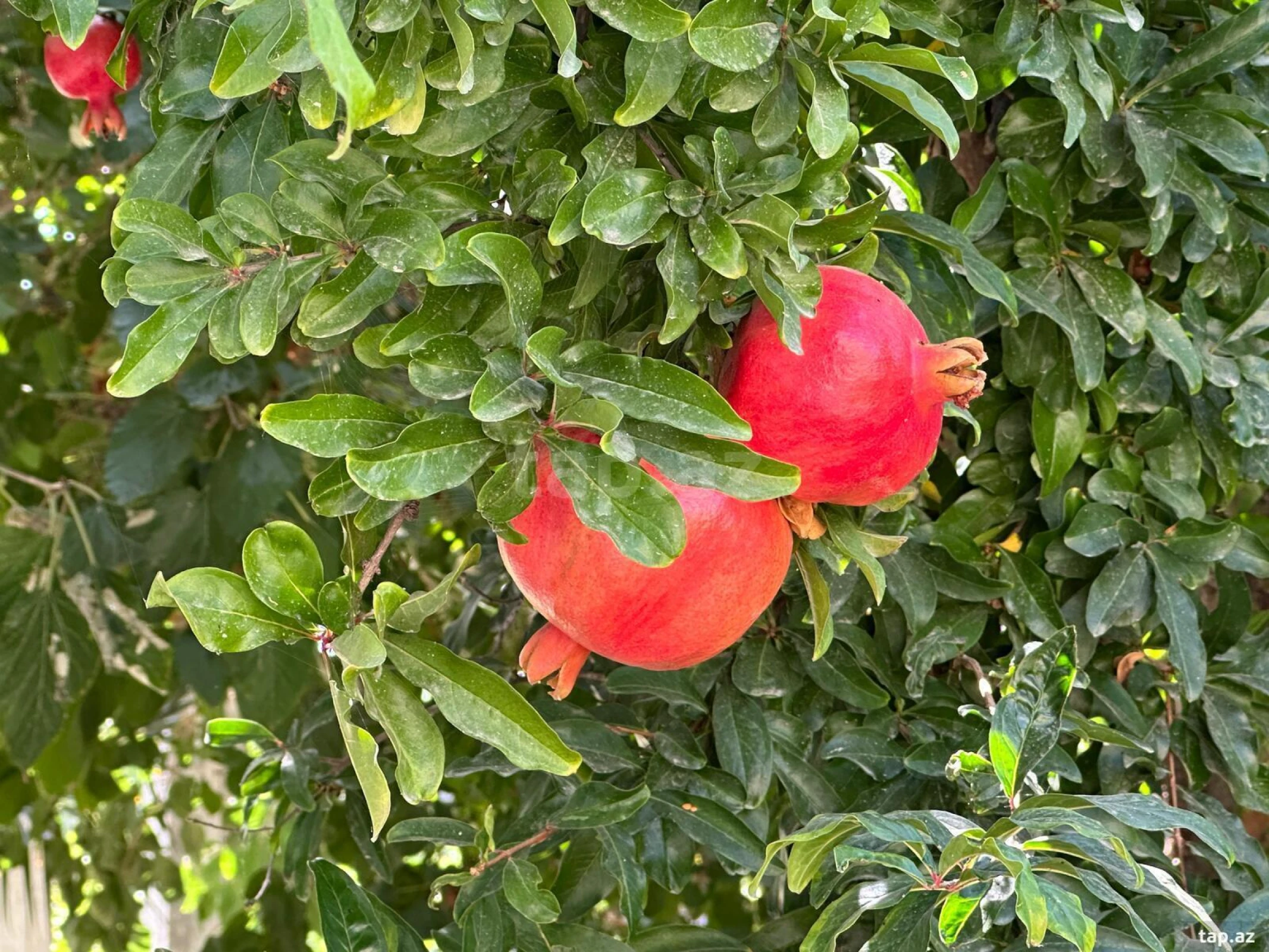 Satılır 7 otaqlı həyət evi