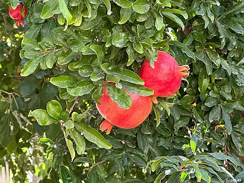 Satılır 7 otaqlı həyət evi