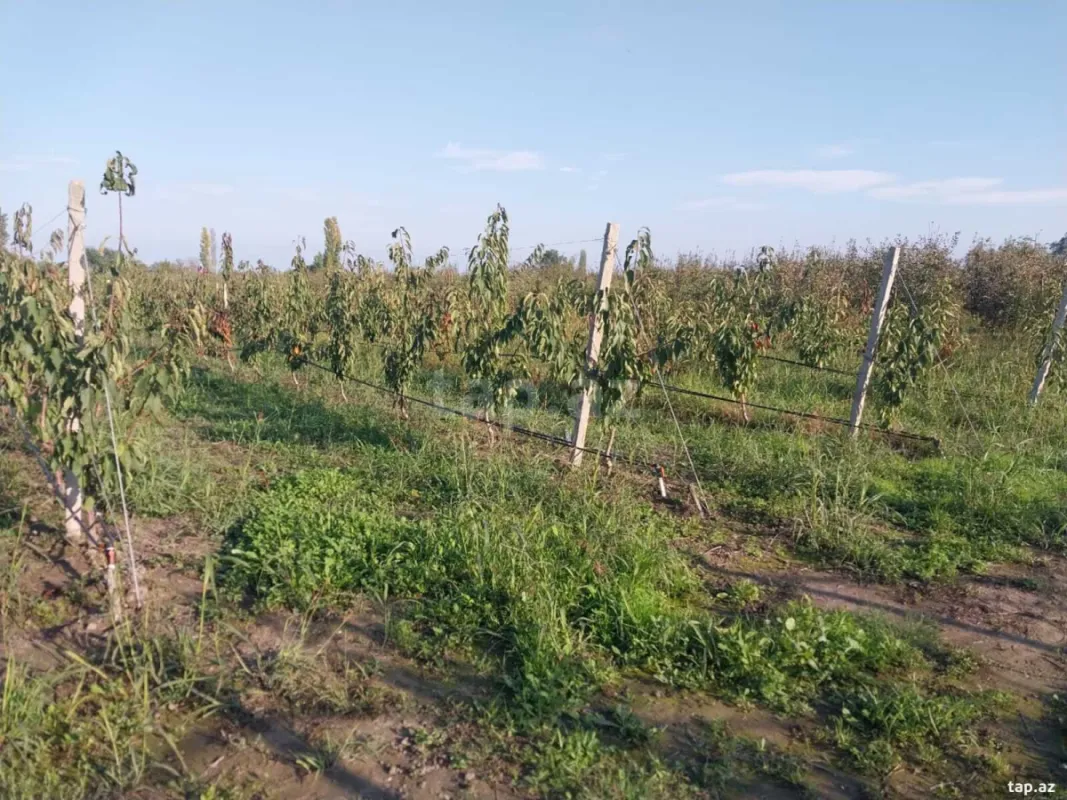 Satılır torpaq sahəsi