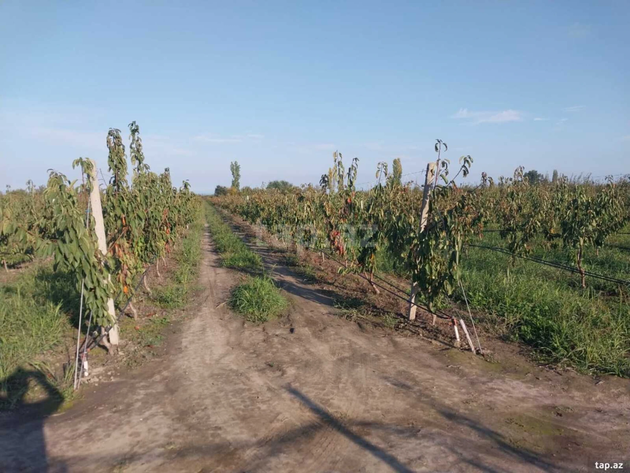 Satılır torpaq sahəsi