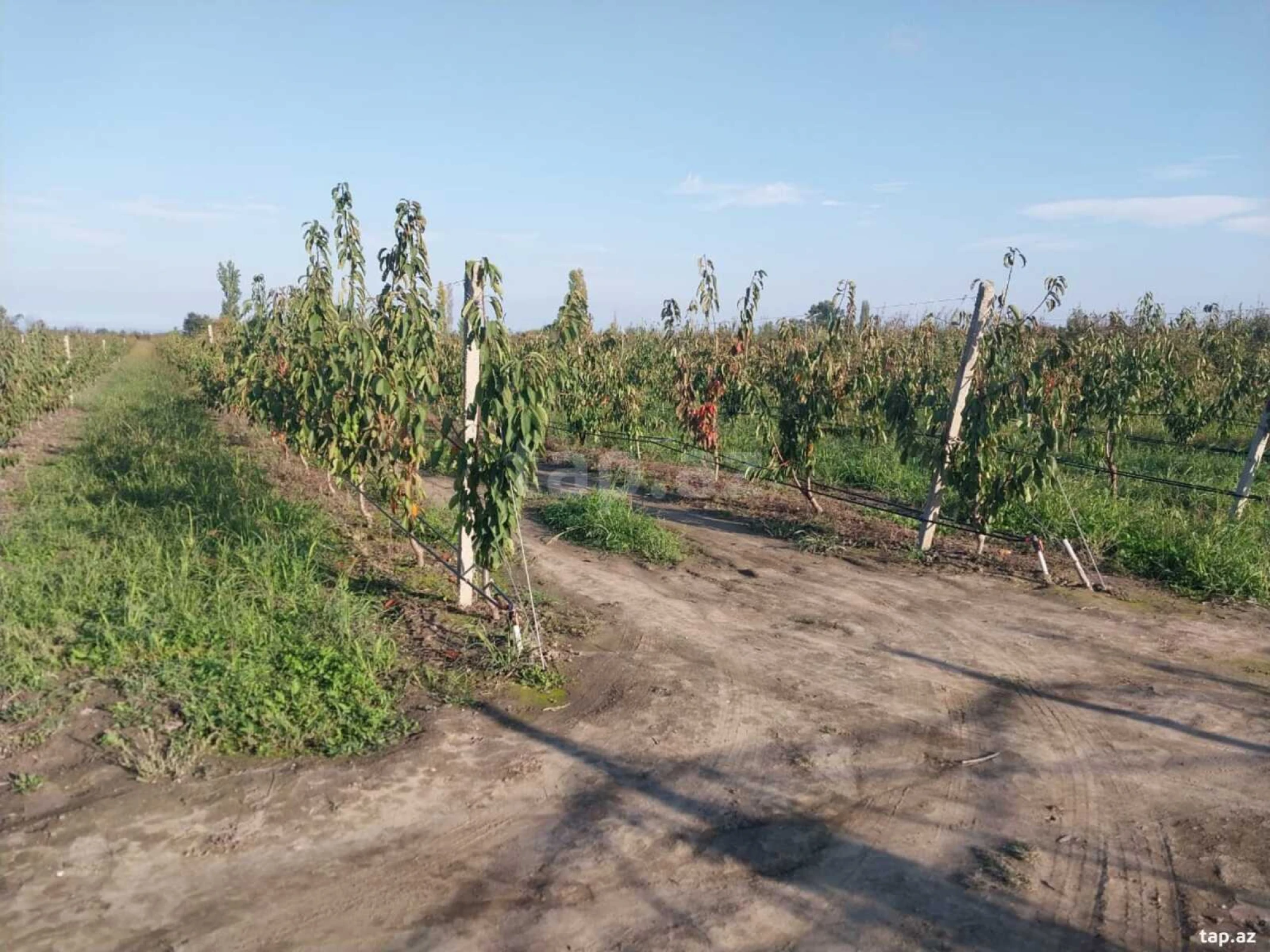 Satılır torpaq sahəsi