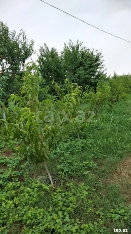 Satılır torpaq sahəsi