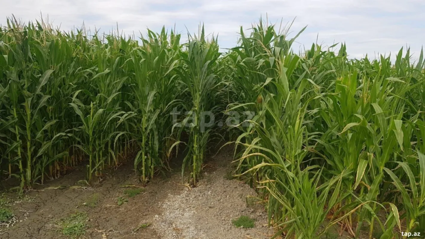 Kirayə verilir obyekt