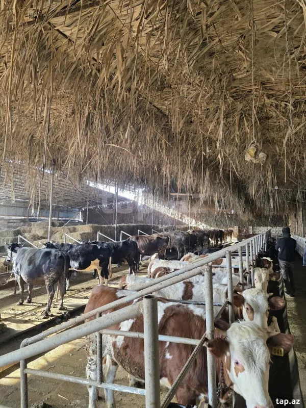 Kirayə verilir obyekt