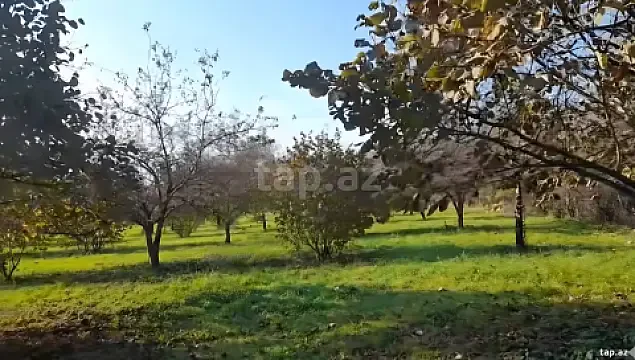 Satılır torpaq sahəsi — Qəbələ