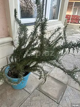 Kirayə verilir 1 otaqlı həyət evi 15 m²