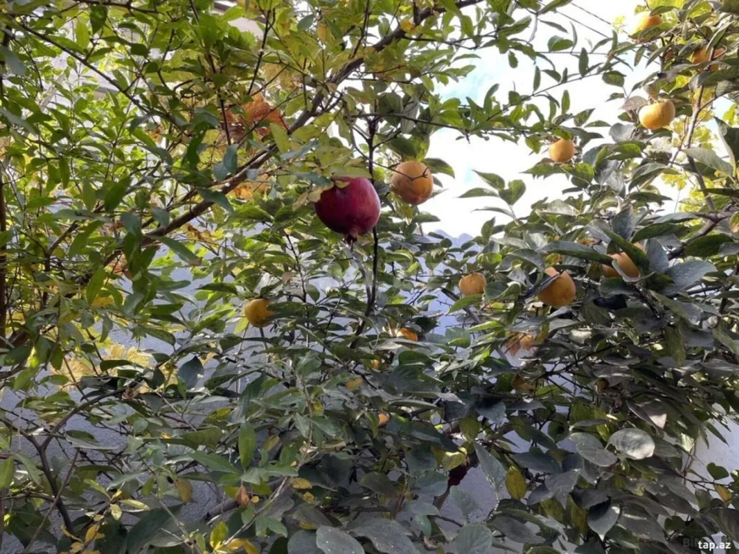 Satılır 6 otaqlı həyət evi