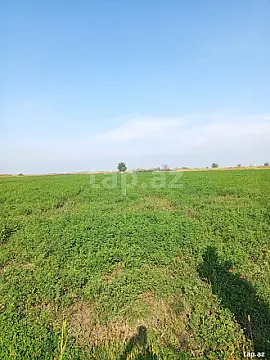 Satılır torpaq sahəsi — Yevlax