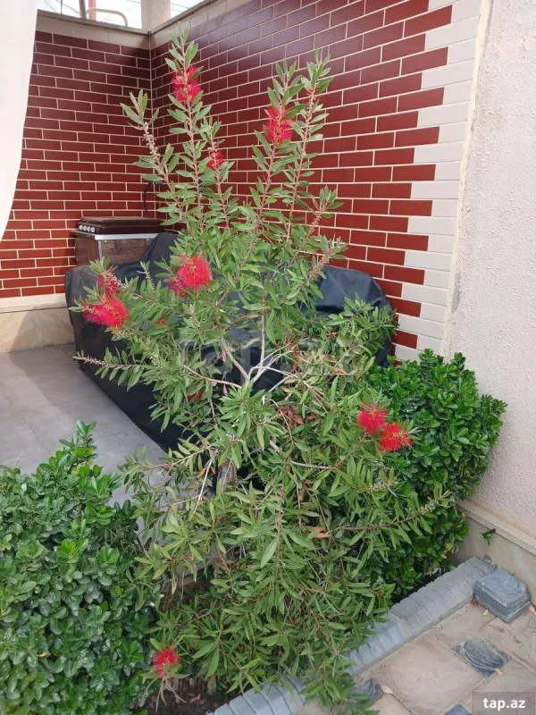 Satılır 4 otaqlı həyət evi