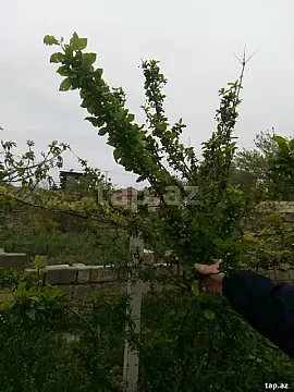 Satılır torpaq sahəsi — Sumqayıt