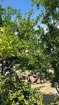 Satılır 3 otaqlı həyət evi