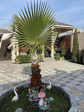 Satılır 4 otaqlı həyət evi