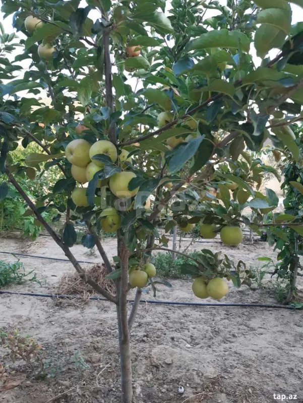 Satılır 4 otaqlı həyət evi