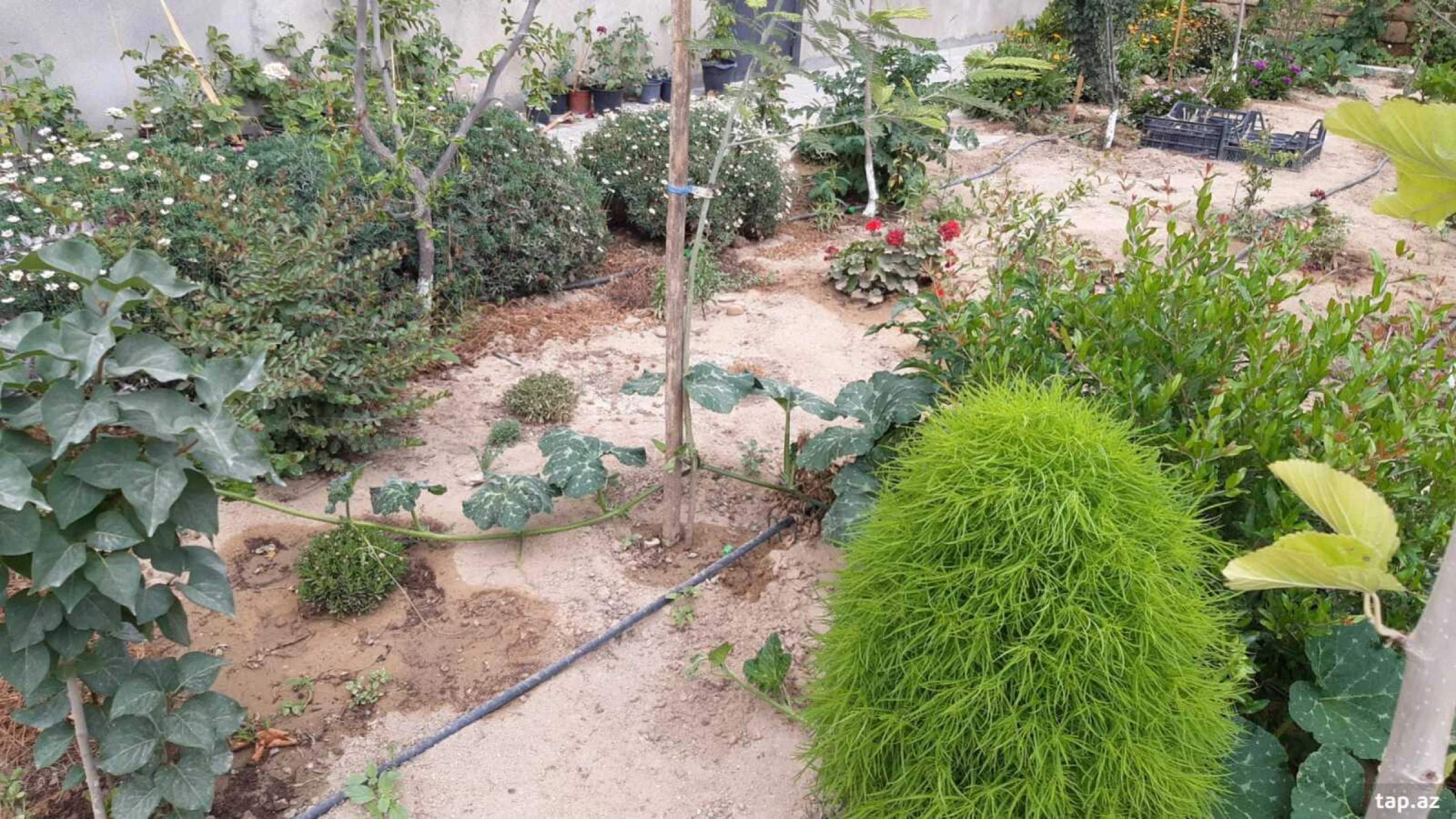 Satılır 4 otaqlı həyət evi