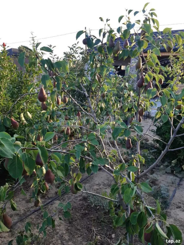 Satılır 4 otaqlı həyət evi