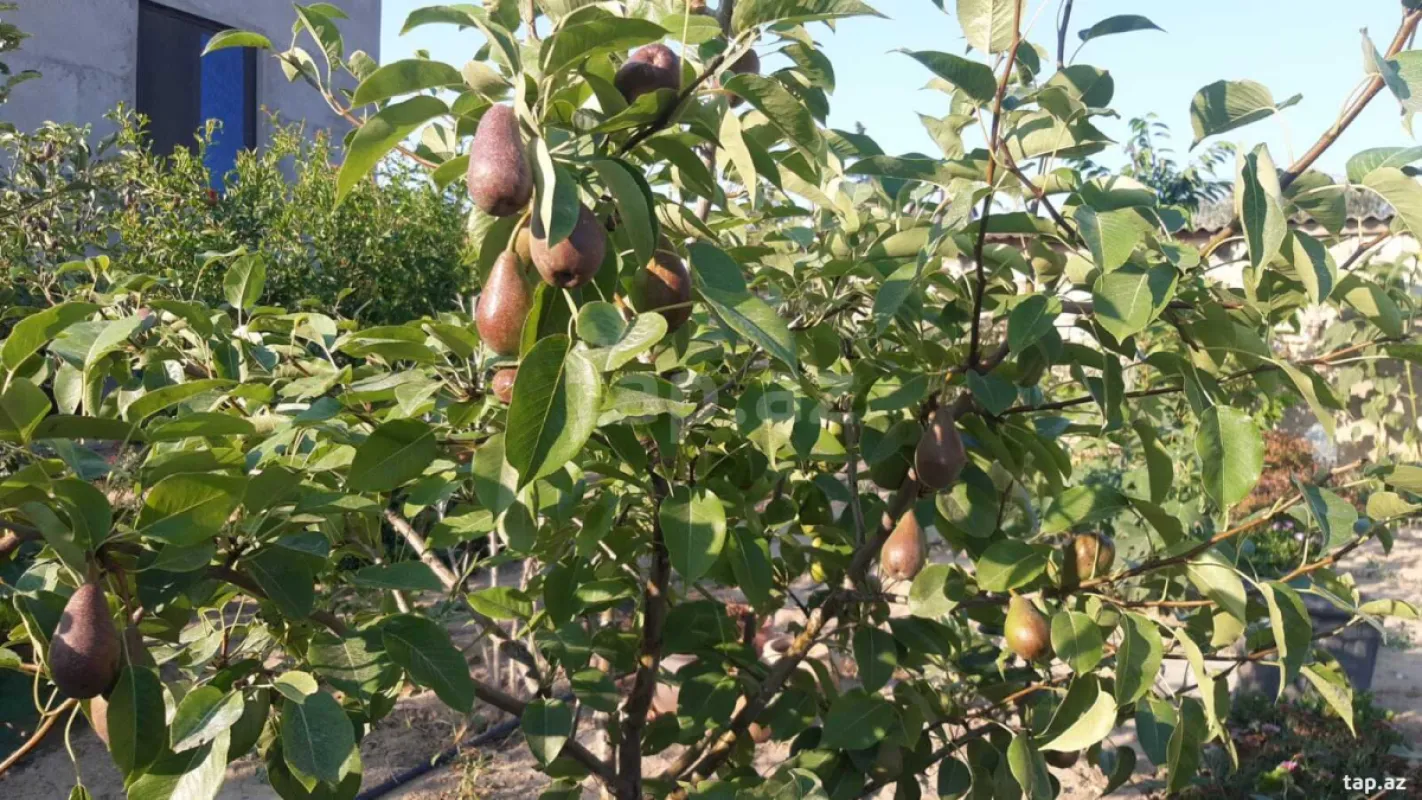 Satılır 4 otaqlı həyət evi