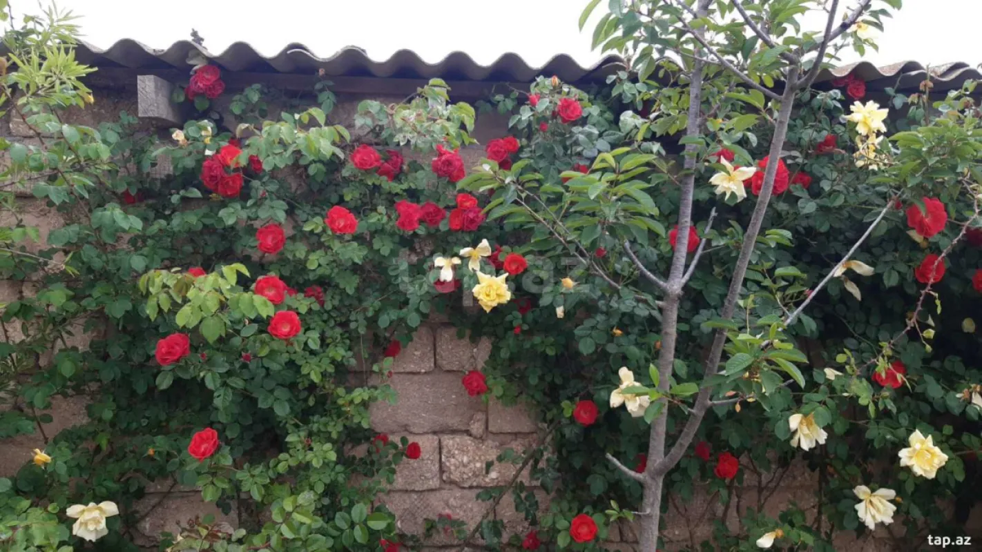 Satılır 4 otaqlı həyət evi