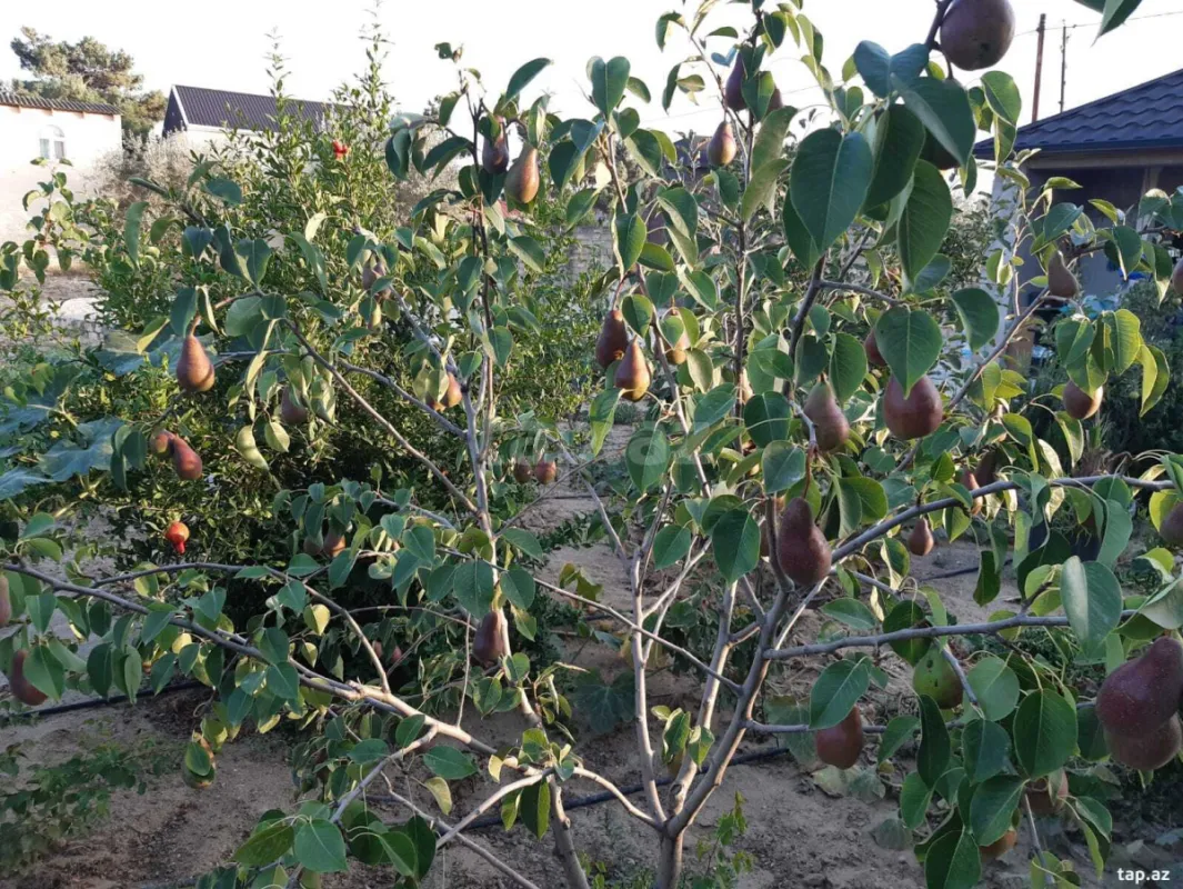 Satılır 4 otaqlı həyət evi