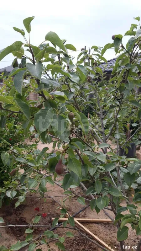 Satılır 4 otaqlı həyət evi