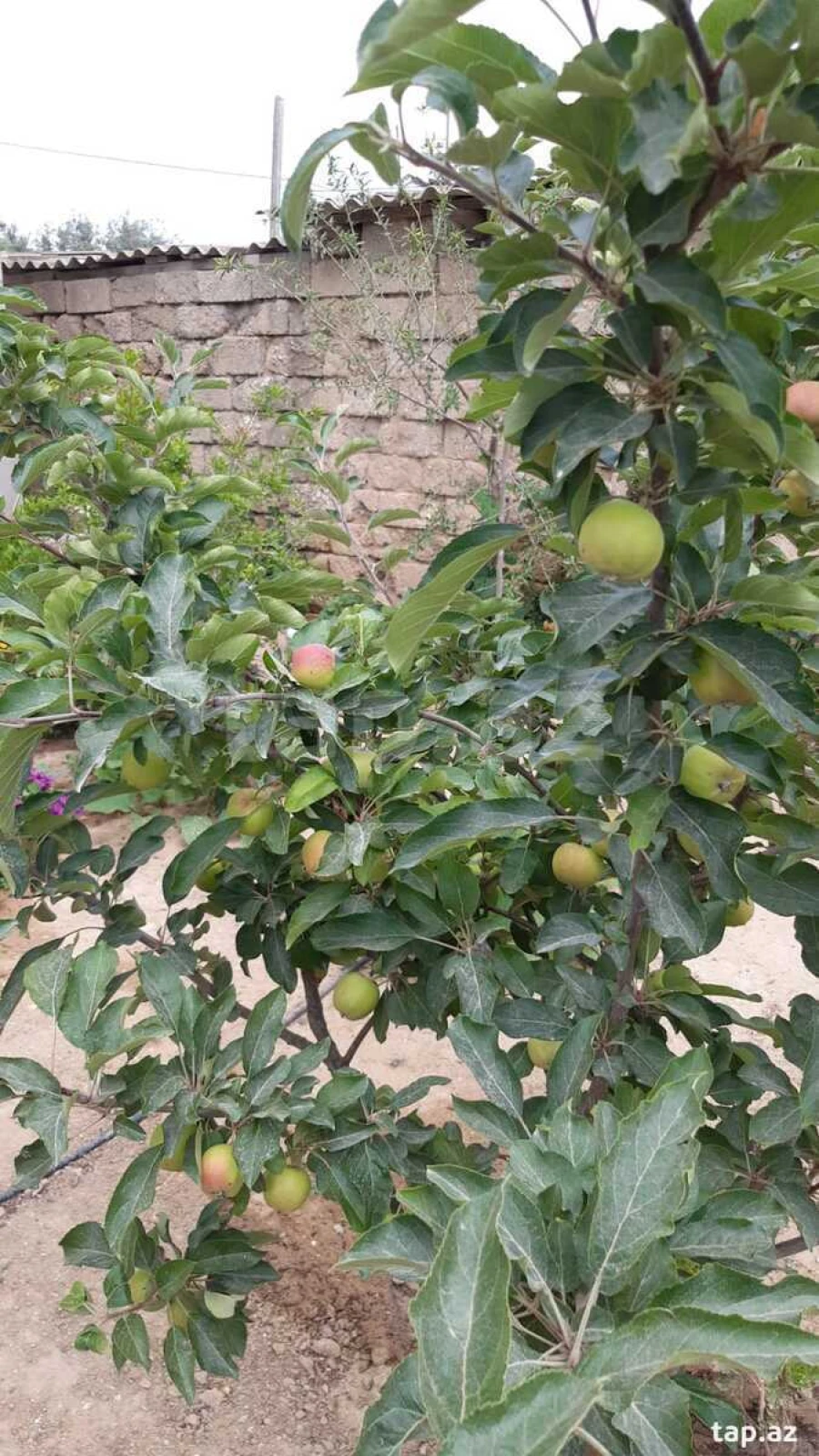 Satılır 4 otaqlı həyət evi