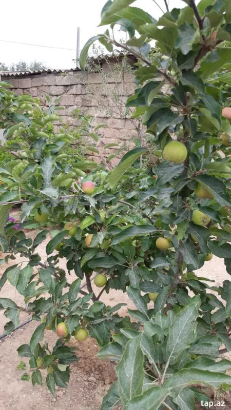 Satılır 4 otaqlı həyət evi