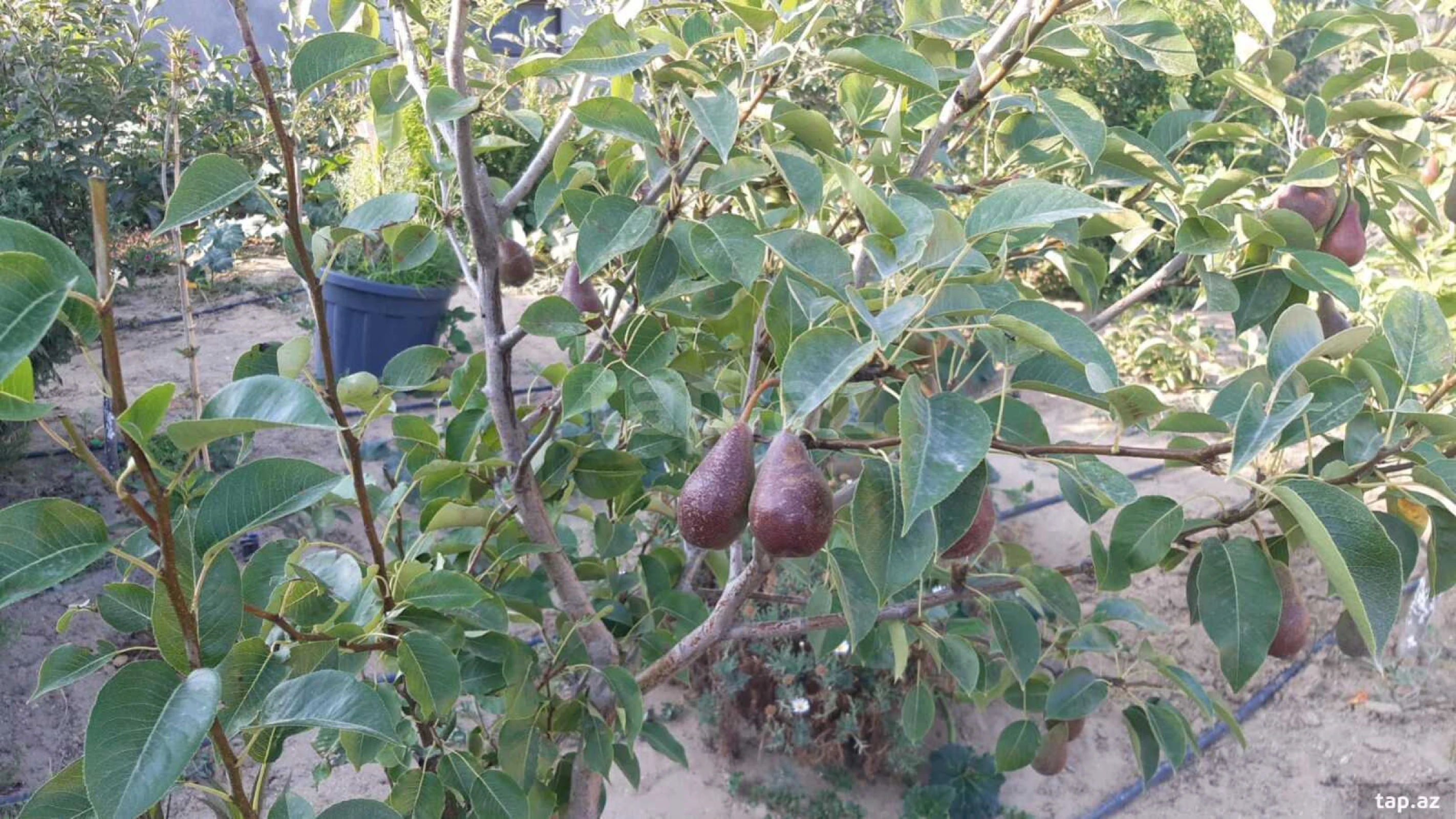 Satılır 4 otaqlı həyət evi