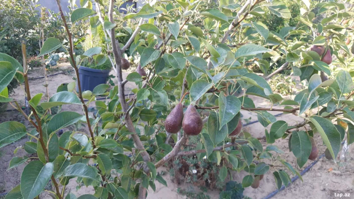 Satılır 4 otaqlı həyət evi