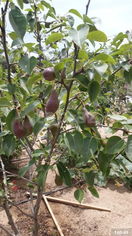 Satılır 4 otaqlı həyət evi