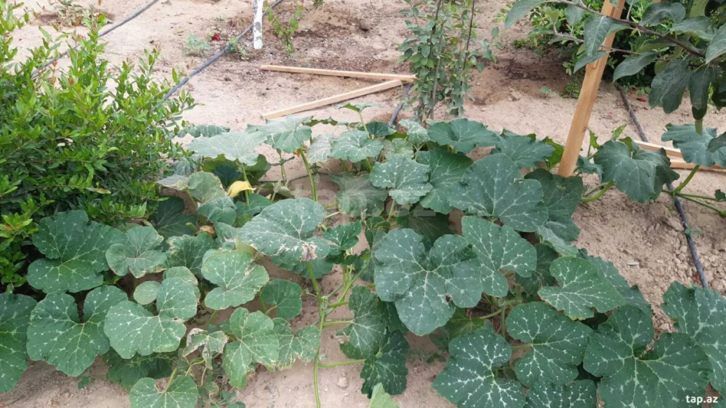 Satılır 4 otaqlı həyət evi