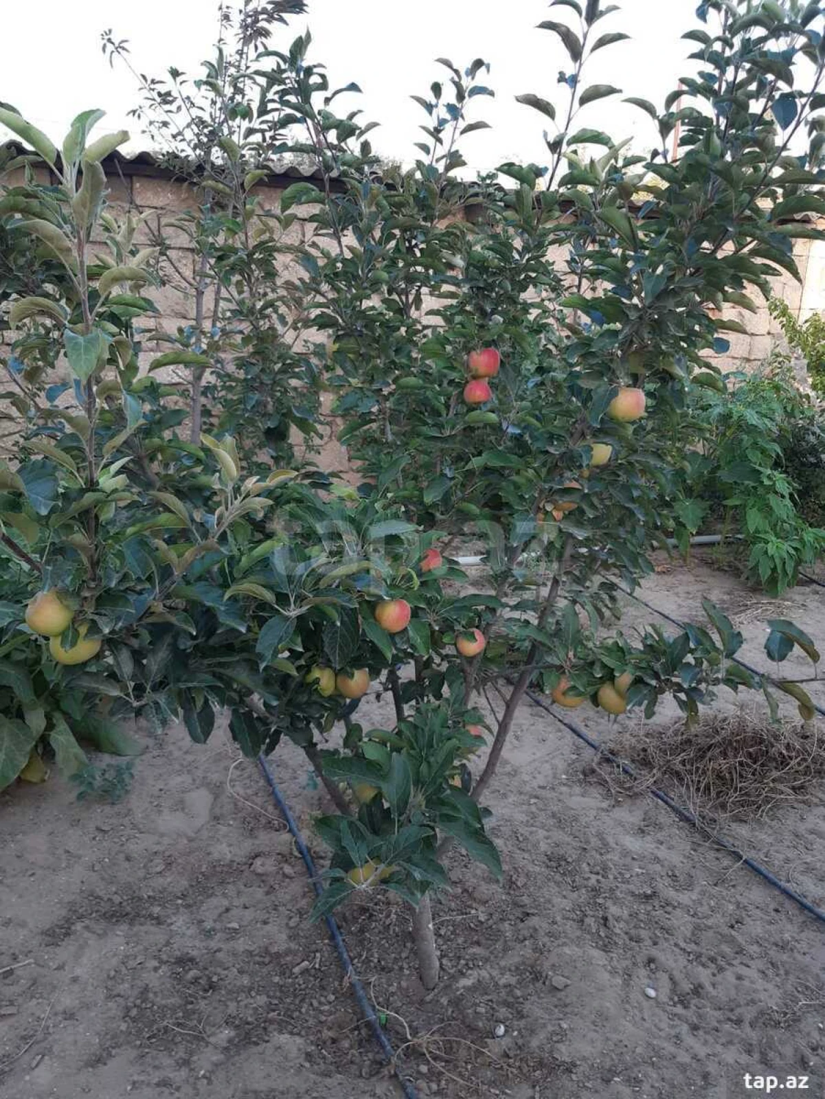 Satılır 4 otaqlı həyət evi