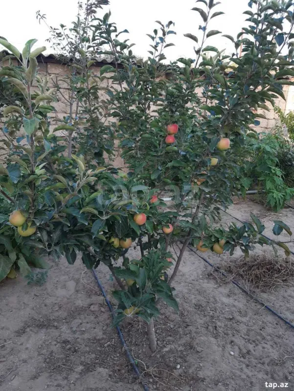 Satılır 4 otaqlı həyət evi