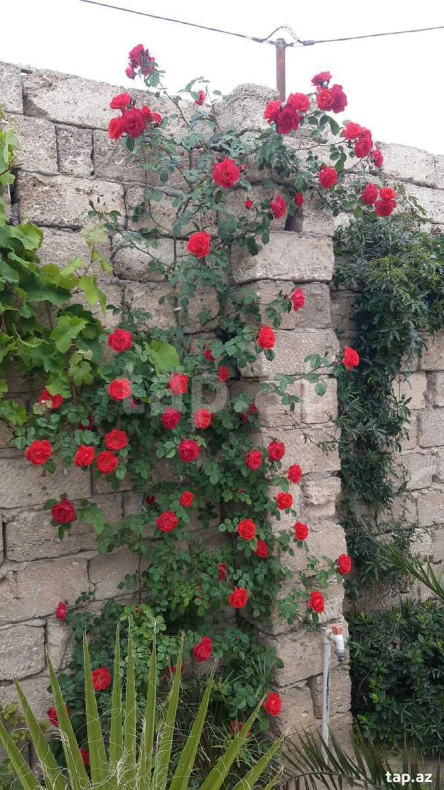 Satılır 4 otaqlı həyət evi