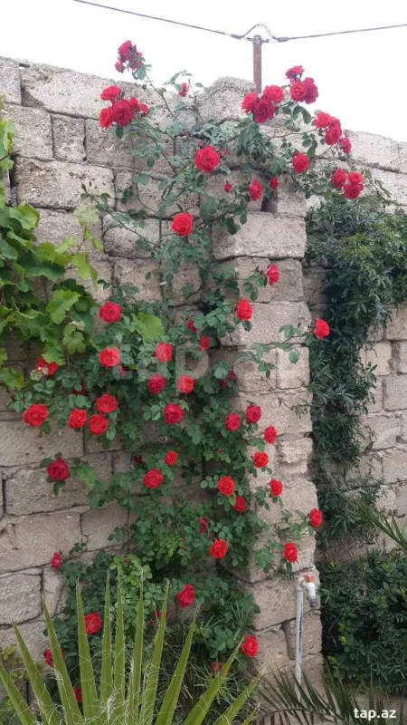 Satılır 4 otaqlı həyət evi