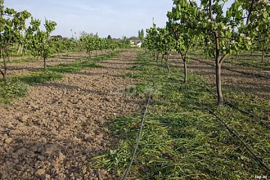 Satılır torpaq sahəsi — Zaqatala