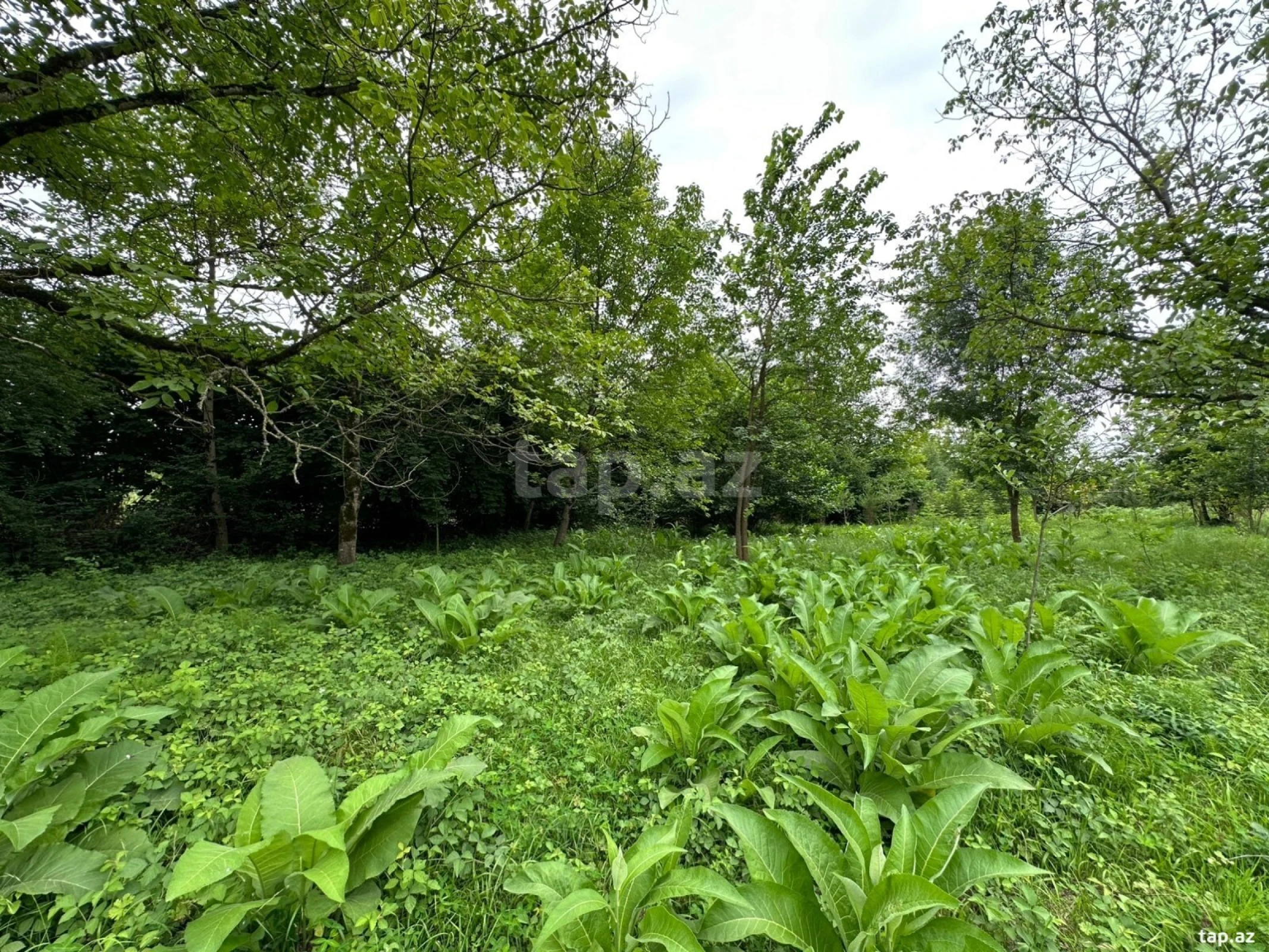 Satılır torpaq sahəsi