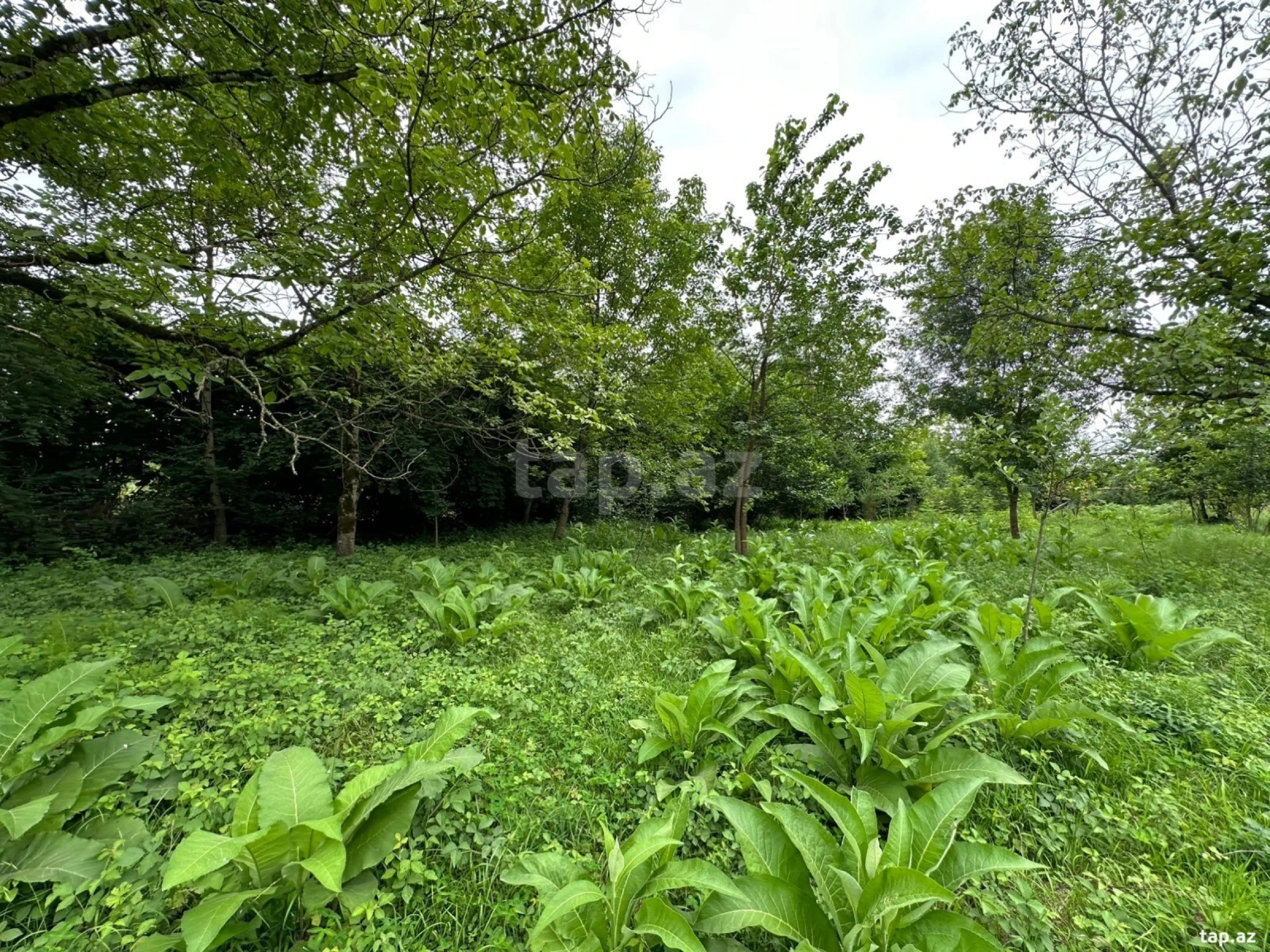 Satılır torpaq sahəsi