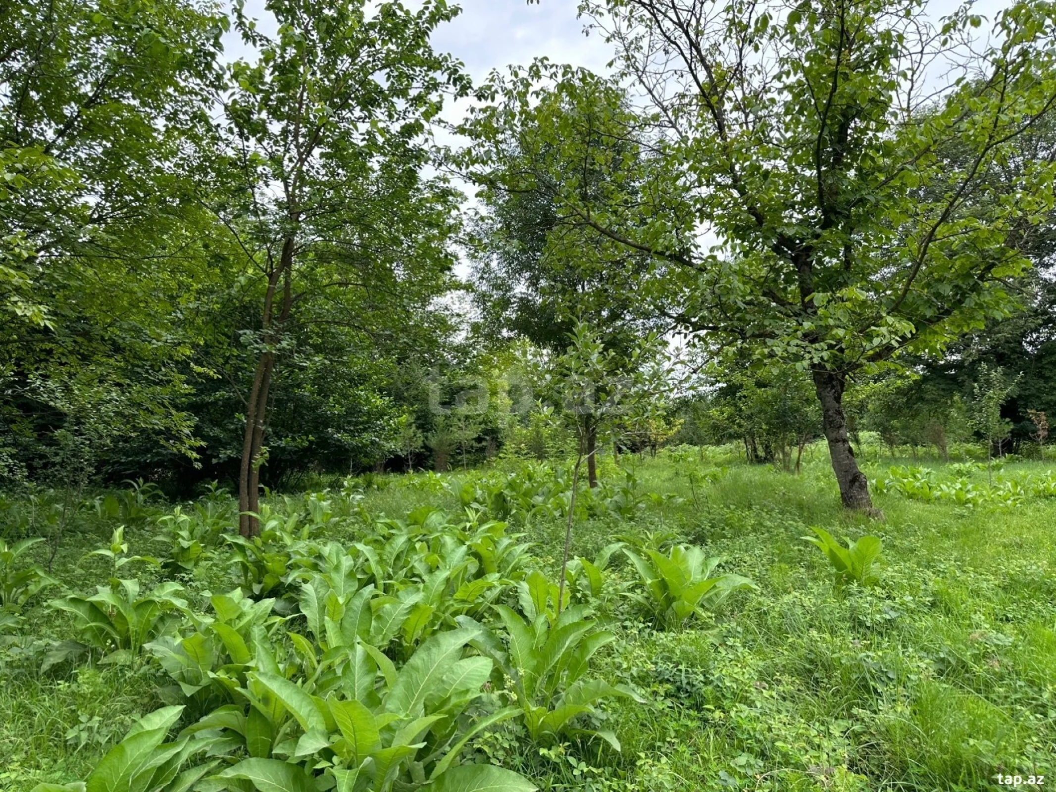 Satılır torpaq sahəsi