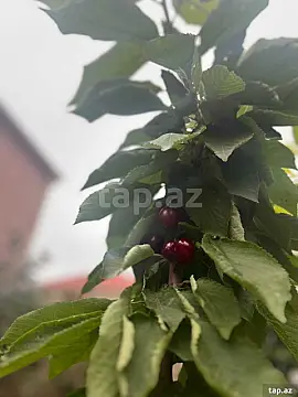 Satılır 5 otaqlı həyət evi 180 m²