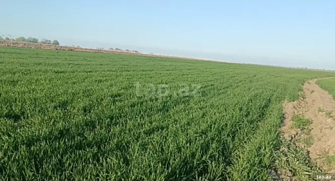 Satılır torpaq sahəsi — Qusar